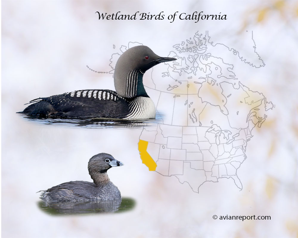Header image for the “52 California Wetland Birds” featuring a Pacific Loon and a Pied-billed Grebe. The backdrop is the map of the USA highlighting the State of California.