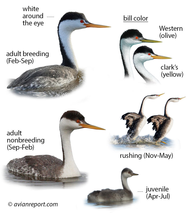 Identification guide illustration showing the Clark’s Grebe in breeding, nonbreeding, juvenile, and immature plumages. Includes adults in rushing nuptial display, clearly detailing key visual field marks for identification.