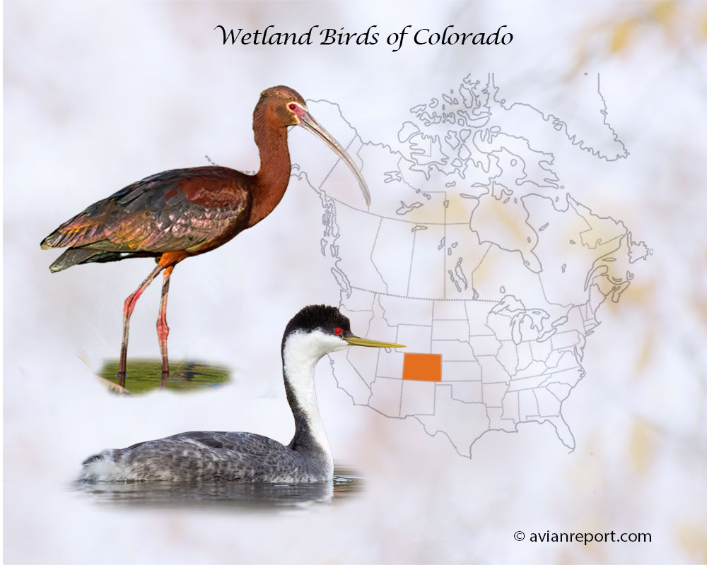 Header image for the “49 Colorado Wetland Birds” featuring a White-faced Ibis and a Western Grebe. The backdrop is the map of the USA highlighting the State of Colorado.