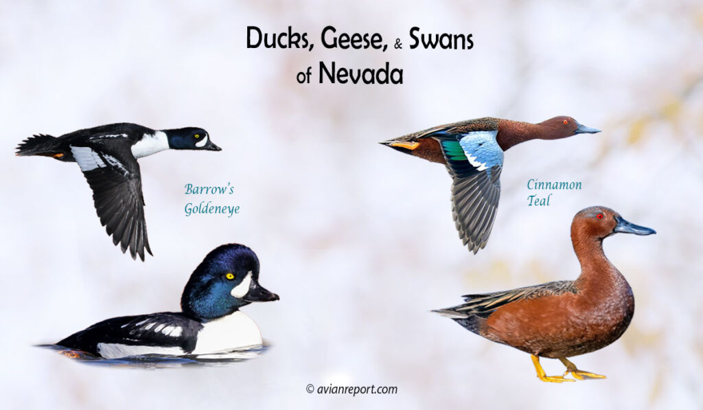 Header image for the “35 Nevada Ducks, Geese, and Swans: ID & Sound Guide” featuring a Barrow’s Goldeneye and Cinnamon Teal, both swimming and in flight. The purpose is helping with the identification of waterfowl.