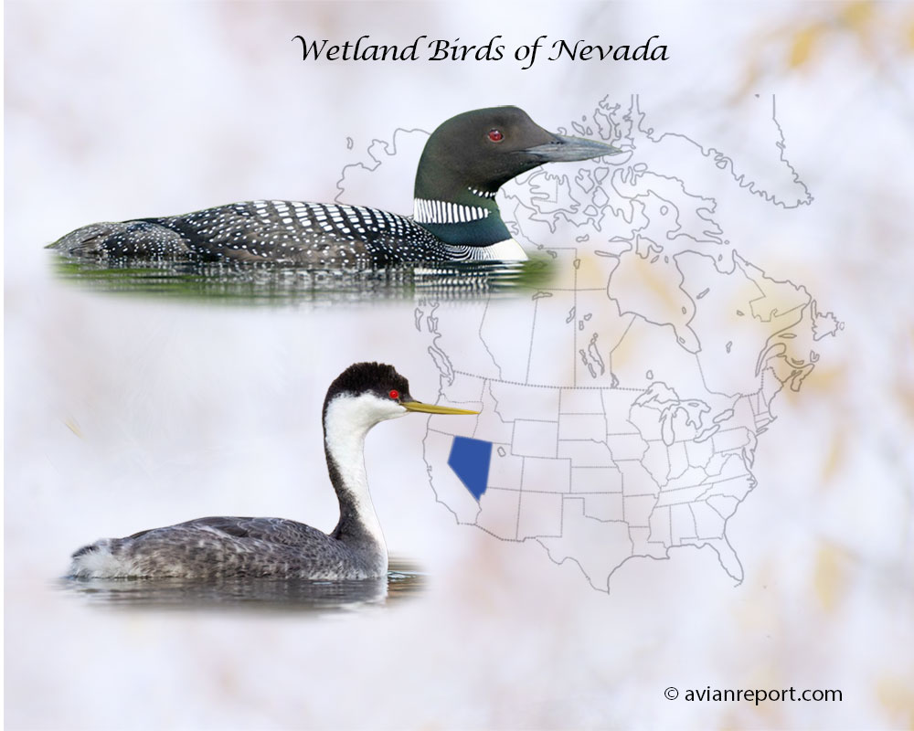 Header image for the “45 Nevada Wetland Birds” featuring a Common Loon and a Western Grebe. The backdrop is the map of the USA highlighting the State of Nevada.