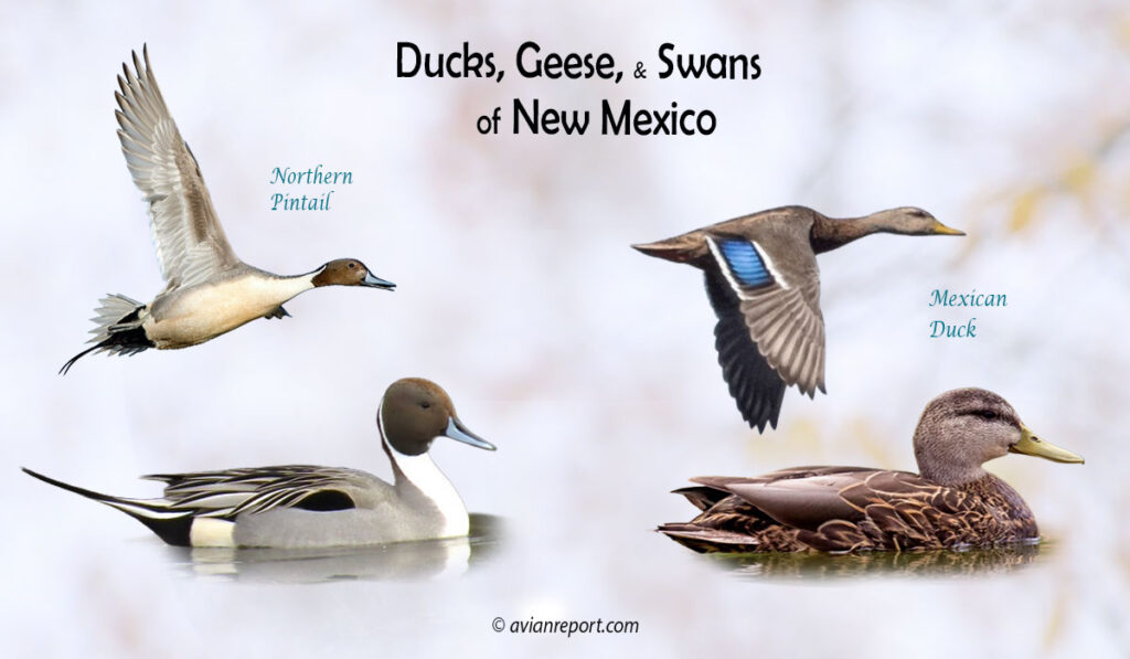 Header image for the “35 New Mexico Ducks, Geese, and Swans: An ID Guide” featuring a Northern Pintail and Mexican Duck, both swimming and in flight. The purpose is helping with the identification of waterfowl.
