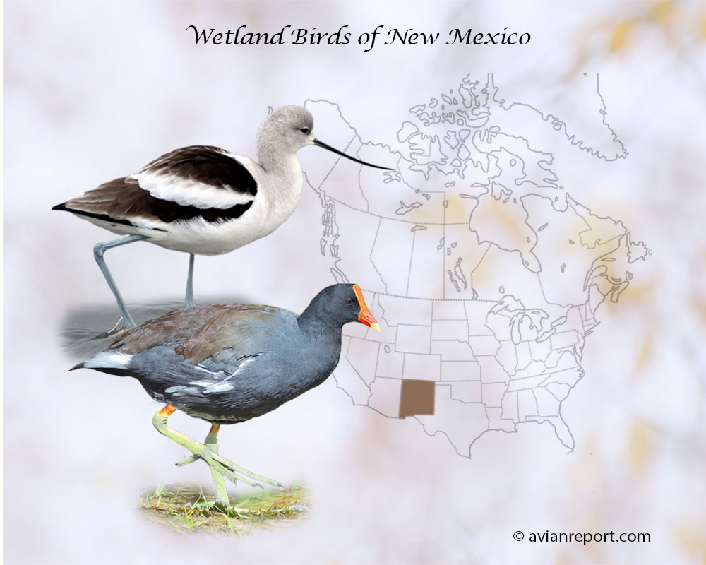 Header image for the “52 Wetland Birds of New Mexico: An ID Guide” featuring a Common Gallinule and American Avocet. The birds have as a backdrop the map of USA highlighting the location of New Mexico.
