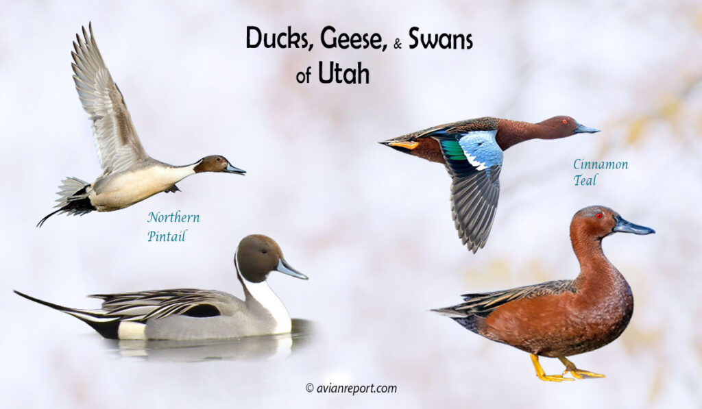 Header image for the “35 Utah Ducks, Geese, and Swans: ID & Sound Guide” featuring a Cinnamon Teal and Northern Pintail, both swimming and in flight. The purpose is helping with the identification of waterfowl.
