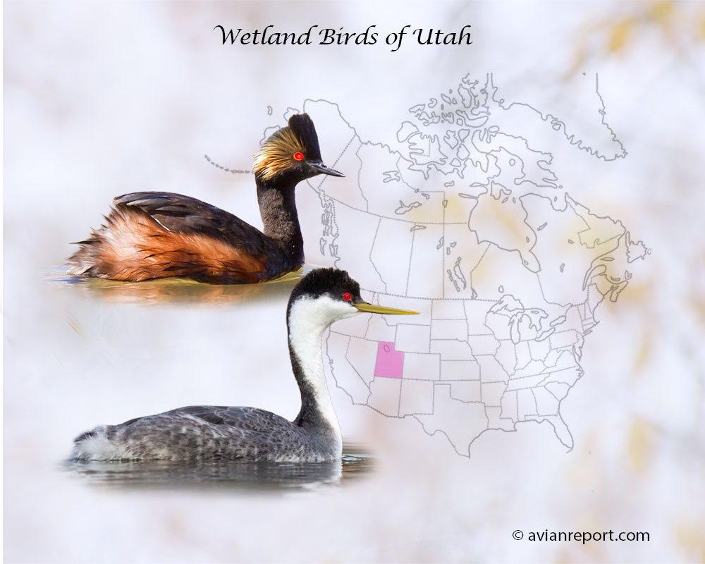 Header image for the “45 Utah Wetland Birds” featuring an Eared Grebe and a Western Grebe. The backdrop is the map of the USA highlighting the State of Utah.