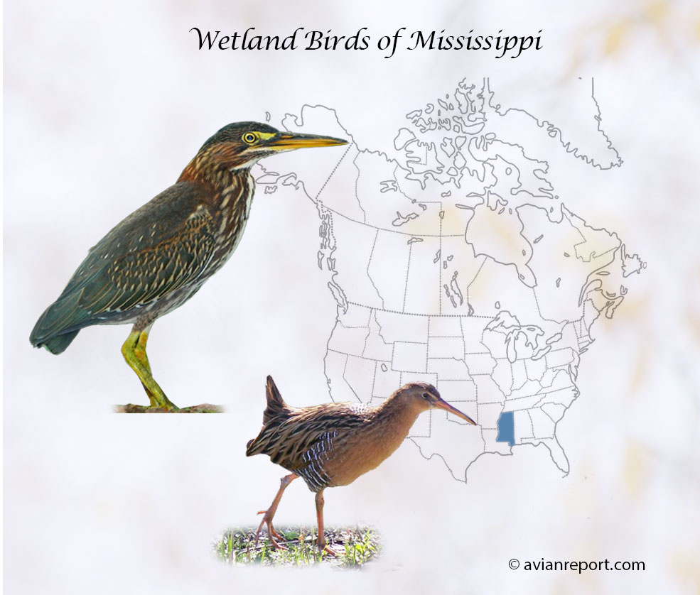 Header image shows an immature Green Heron and an adult Clapper Rail over a map of the USA where the State of Oklahoma is highlighted.