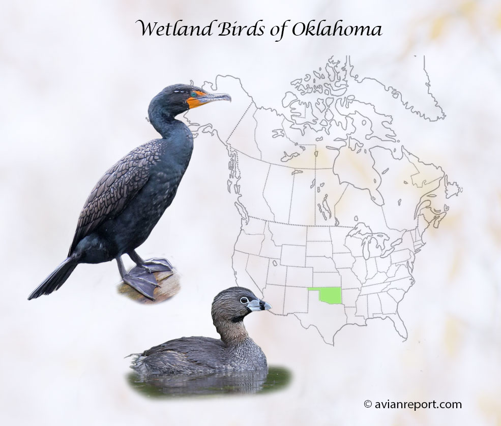 Header image shows an adult Double-crested Cormorant and a Pied-billed Grebe over a map of USA where the State of Oklahoma is highlighted.