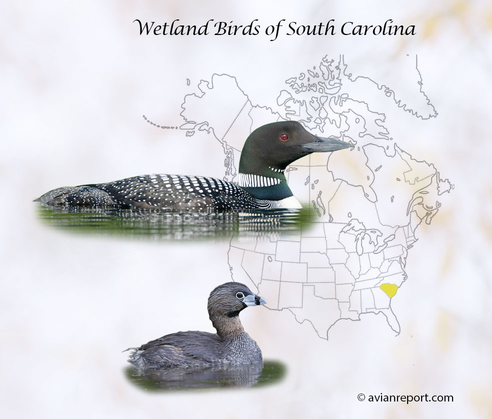 Header image shows an adult Common Loon in breeding plumage and an adult Pied-billed Grebe in breeding plumage over a map of the USA where the State of South Carolina is highlighted.