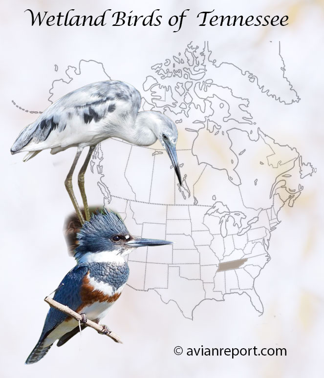 Header image show an immature Little Blue Heron and a male Belted Kingfisher over a map of USA where Tennessee is highlighted.