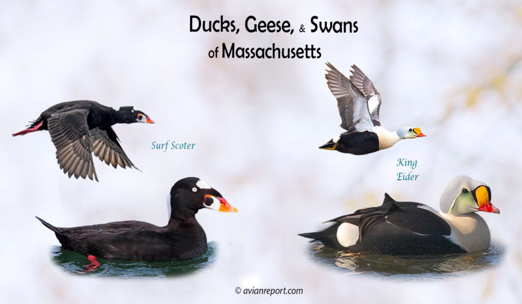 Header image for the Massachusetts Ducks, Geese, and Swans ID guide, featuring two species of sea ducks: Surf Scoter and King Eider, both swimming and in flight.