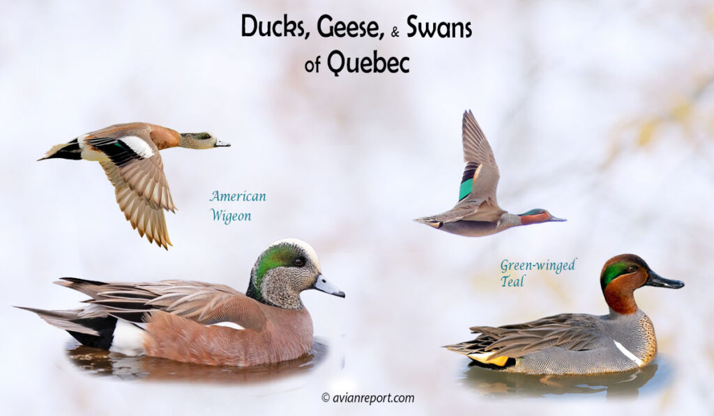 Header image for the 39 Quebec Ducks, Geese, and Swans: ID and Sound Guide, featuring an adult male American Wigeon and an adult male Green-winged Teal, swimming and in flight.