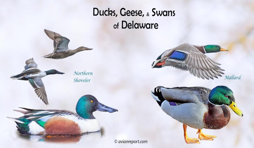 Header image for the 36 Delaware Ducks, Geese, and Swans: ID and Sound Guide”, featuring an adult male Northern Shoveler and an adult male Mallard.