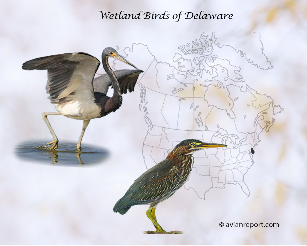 Header image for the “51 Wetland Birds of Delaware” featuring an adult Tricolored Heron and a Belted Kingfisher. The backdrop is the map of the USA highlighting the State of Delaware.
