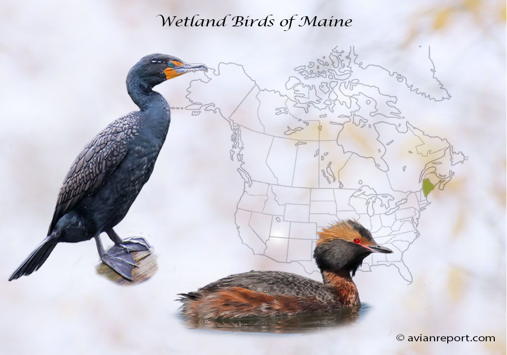 Header image for the “51 Maine Wetland Birds” featuring an adult Double-crested Cormorant and a male Horned Grebe. The backdrop is the map of the USA highlighting the State of Maine.