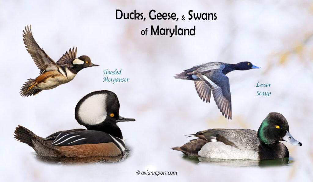 Header image for the Maryland Ducks, Geese, and Swans ID guide, featuring two species of ducks wintering in the state: Hooded Merganser and Lesser Scaup both swimming and in flight.