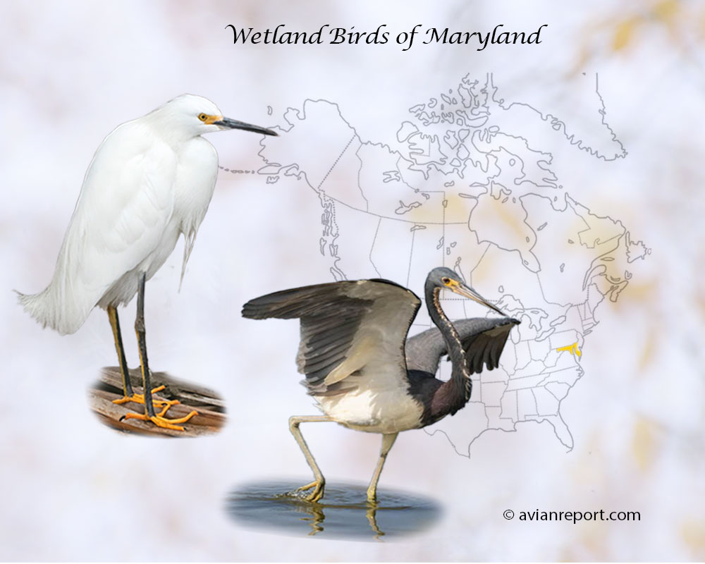 Header image for the “51 Maryland Wetland Birds” featuring an adult Snowy Egret and a Tricolored Heron. The backdrop is the map of the USA highlighting the State of Maryland.