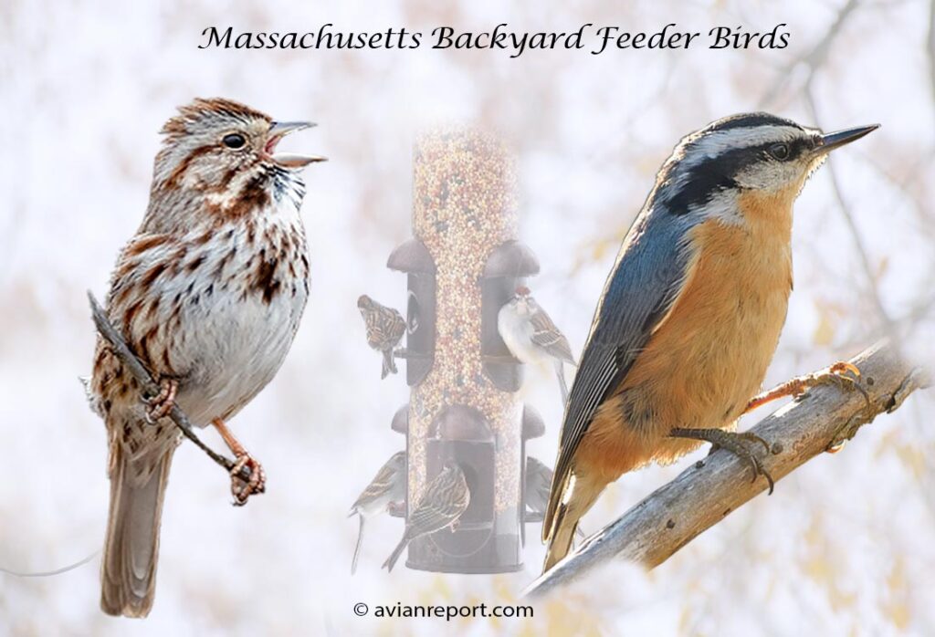 Header image for the 53 Massachusetts Backyard Feeder Birds, featuring an adult Song Sparrow and an adult Red-breasted Nuthatch.