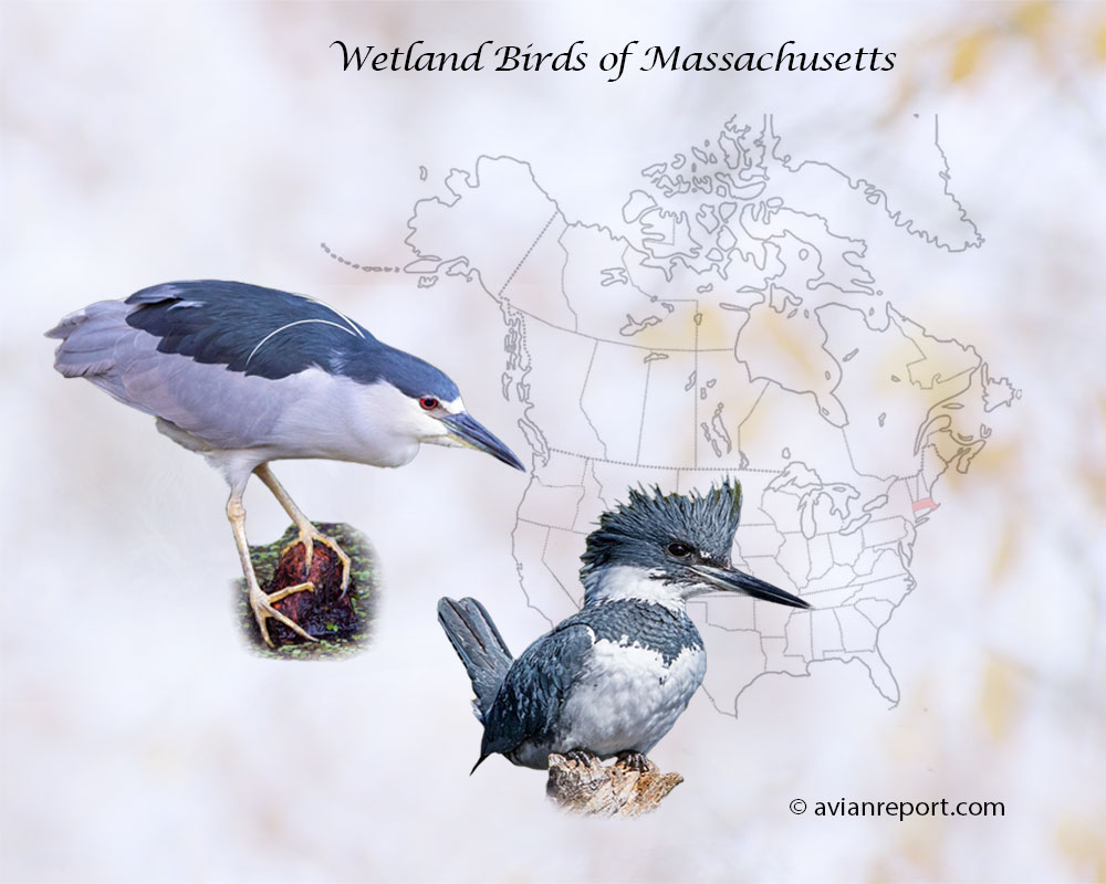 Header image for the “45 Massachusetts Wetland Birds” featuring an adult Black-crowned Night-Heron and a Belted Kingfisher. The backdrop is the map of the USA highlighting the State of Massachusetts.