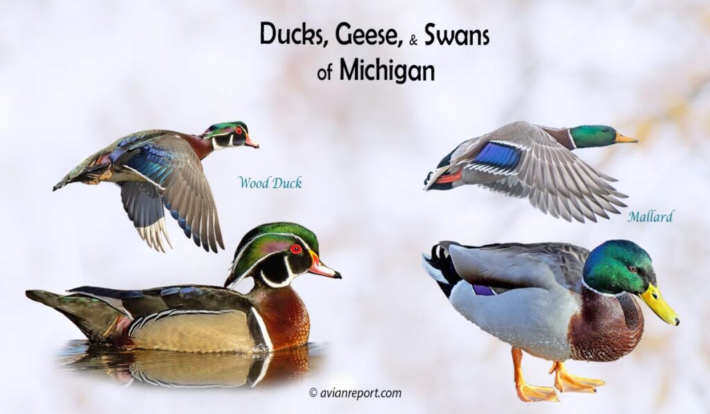 Header image for the 35 Michigan Ducks, Geese, and Swans: ID and Sound Guide”, featuring an adult male Wood Duck and an adult male Mallard.