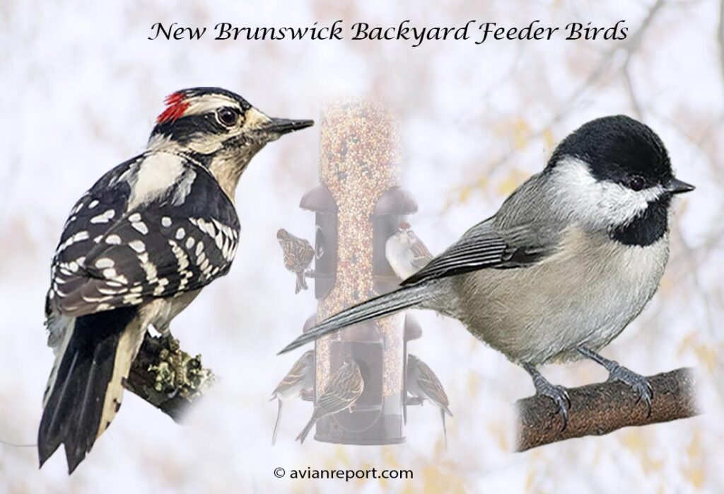 Header image for the 55 New Brunswick Backyard Feeder Birds, featuring an adult male Downy Woodpecker and an adult Black-capped Chickadee.