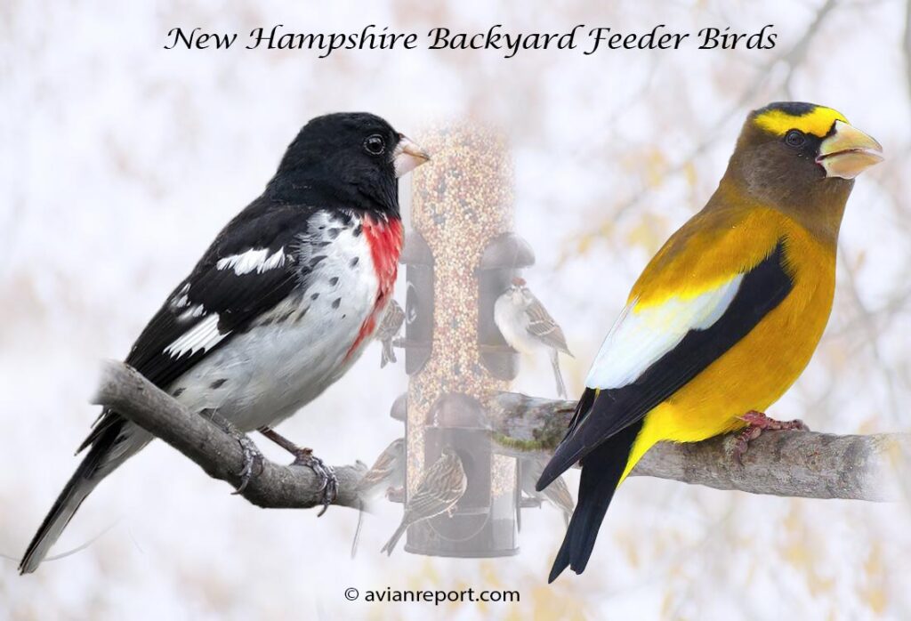 Header image for the 56 Hampshire Backyard Feeder Birds, featuring an adult male Rose-breasted Grosbeak and an adult male Evening Grosbeak.