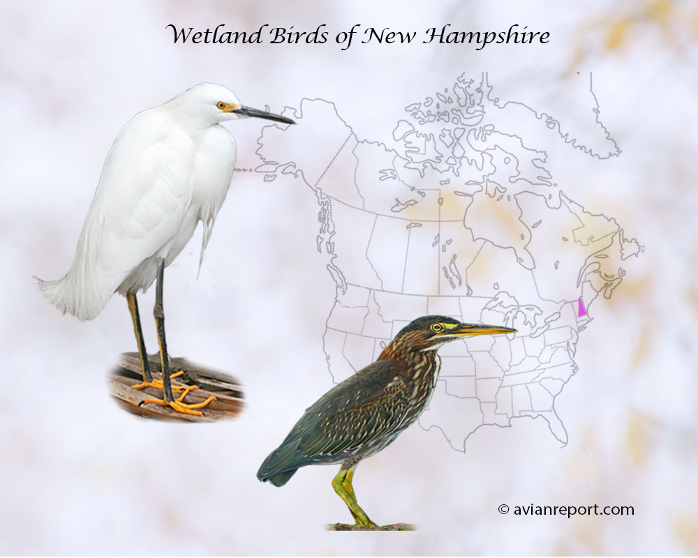 Header image for the “46 New Hampshire Wetland Birds: ID” featuring an adult Snowy Egret and an adult Horned Grebe. The backdrop is the map of the USA highlighting the State of New Hampshire.