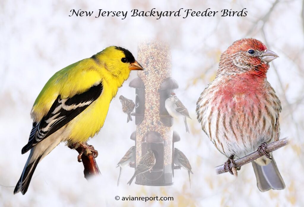 Header image for the 51 New Jersey Backyard Feeder Birds, featuring an adult male American Goldfinch and a adult male House Finch.
