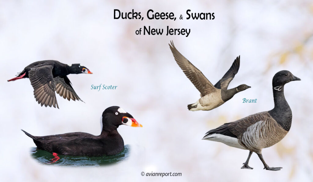 Header image for the New Jersey Ducks, Geese, and Swans ID guide, featuring the Surf Scoter and Brant goose both swimming and in flight.