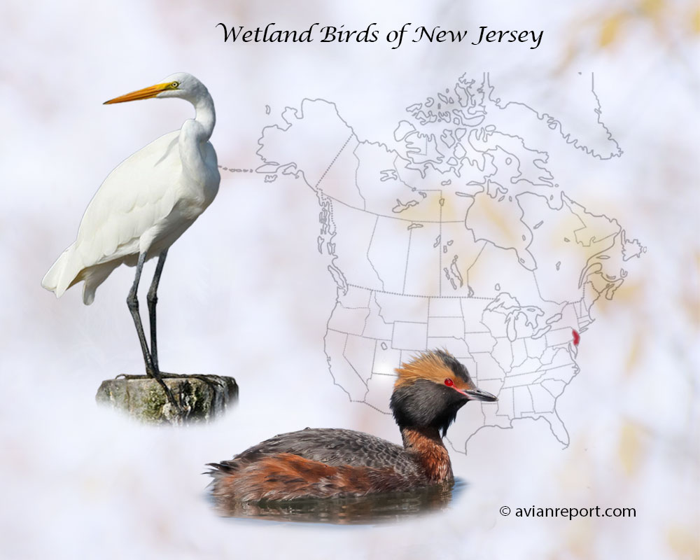 Header image for the “51 Wetland Birds of New Jersey” featuring an adult Great Egret and a Horned Grebe. The backdrop is the map of the USA highlighting the State of New Jersey.