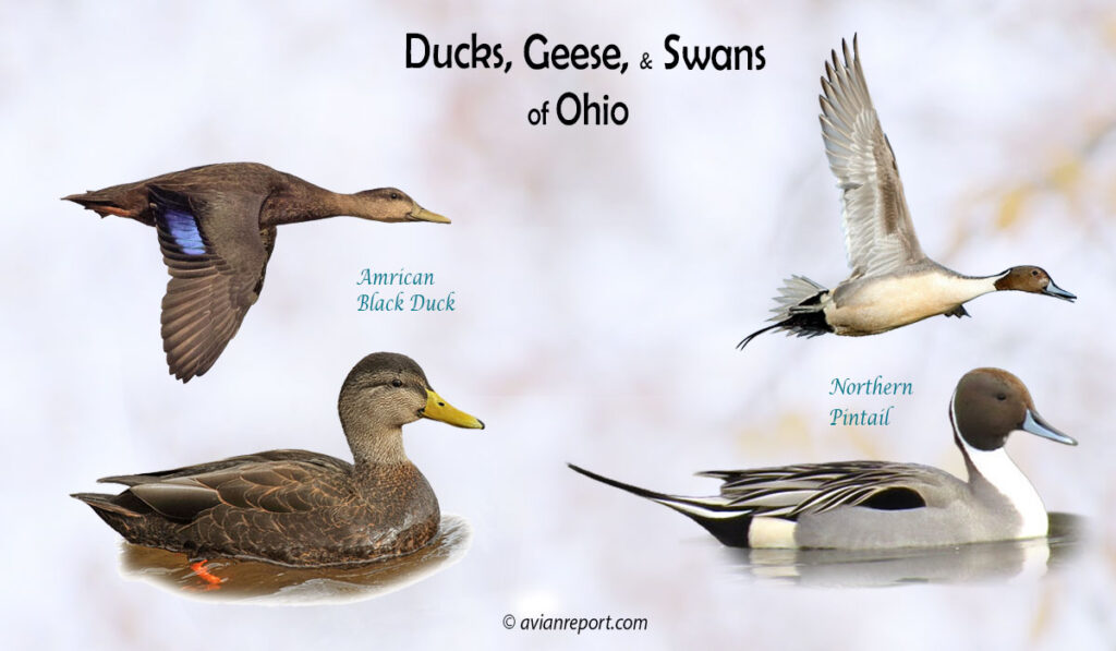 Header image for the 35 Ohio Ducks, Geese, and Swans: ID and Sound Guide, featuring an adult male American Black Duck and an adult male Northern Pintail, swimming and in flight.