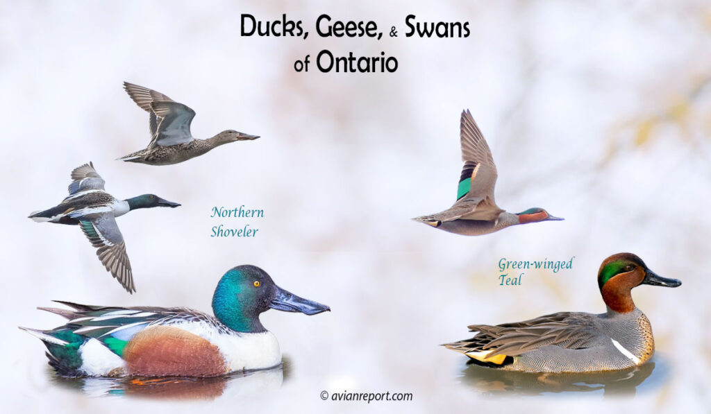 Header image for the 39 Ontario Province Ducks, Geese, and Swans: ID and Sound Guide”, featuring an adult male Northern Shoveler and an adult male Green-winged Teal.