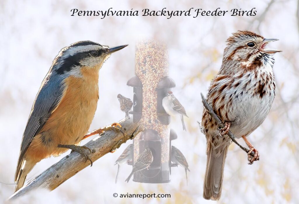 Header image for the 53 Pennsylvania Backyard Feeder Birds, featuring an adult Red-breasted Nuthatch and a adult Song Sparrow.
