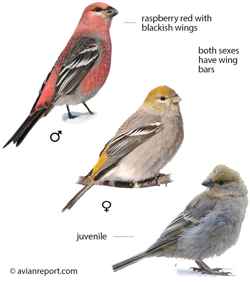 Identification guide illustration showing multiple plumage stages of a male, female, and juvenile Pine Grosbeak, clearly detailing key visual field marks for identification.