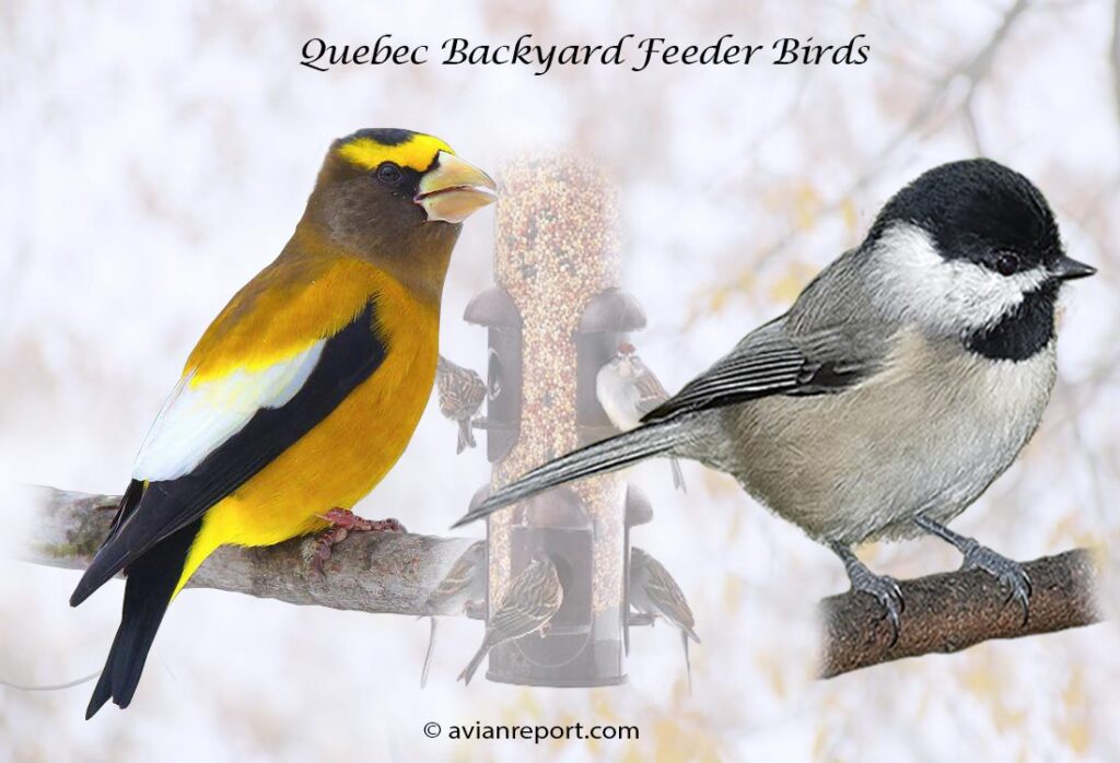 Header image for the 59 Quebec Province Backyard Feeder Birds, featuring an adult male Evening Grosbeak and an adult Black-capped Chickadee.