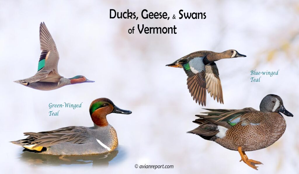 Header image for the 39 Vermont Ducks, Geese, and Swans: ID and Sound Guide”, featuring an adult male Green-winged Teal and an adult male Green-winged Teal.