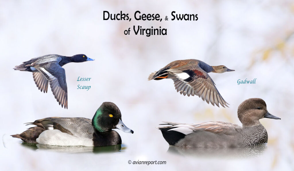 Header image for the Virginia Ducks, Geese, and Swans ID guide, featuring a Lesser Scaup and a Gadwall swimming and in flight.