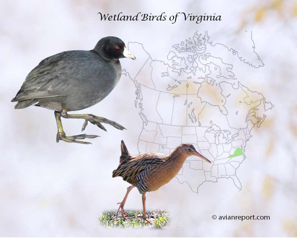 Header image for the “51 Wetland Birds of Virginia” featuring an adult American Coot and a Clapper Rail. The backdrop is the map of the USA highlighting the State of Virginia.