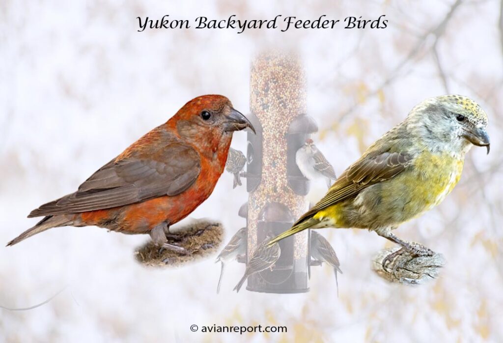 Header image for the 34 Yukon Province backyard Feeder Birds, featuring an adult male and female Red Crossbill.