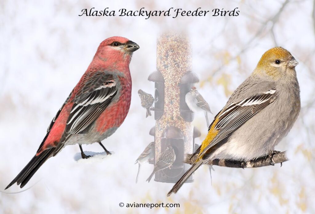Header image for the 34 Alaska Backyard Feeder Birds, featuring an adult male and female Pine Grosbeak.