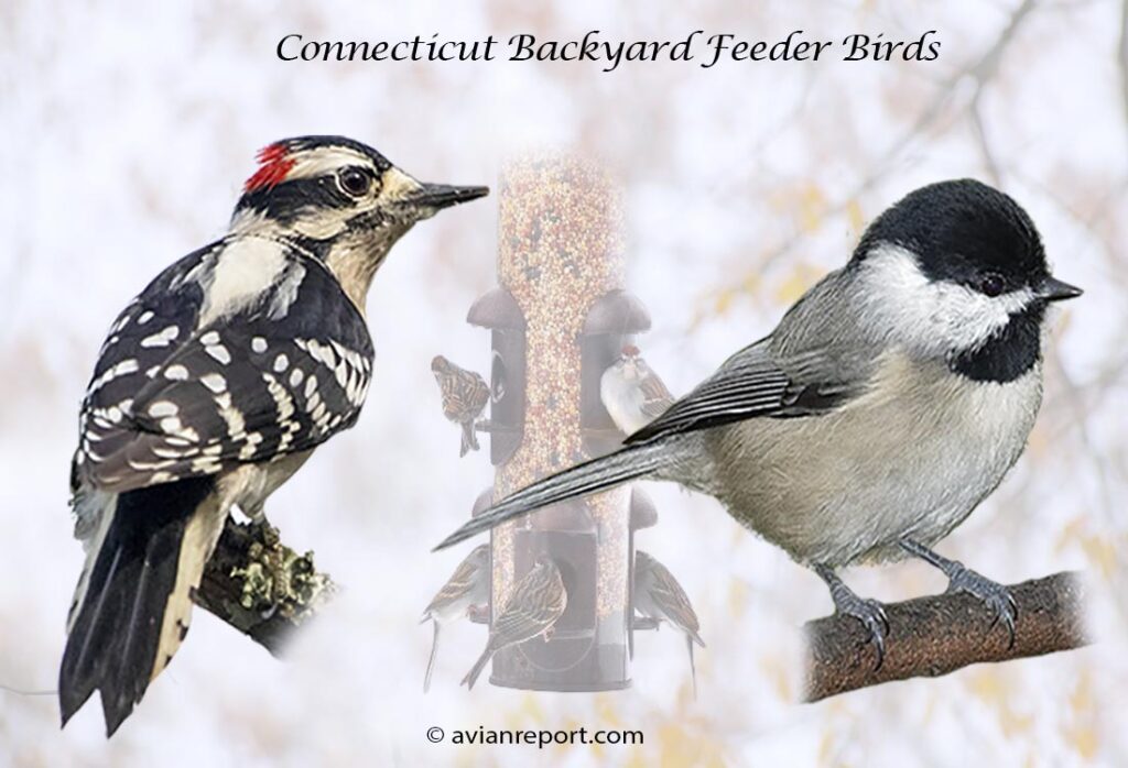 Header image for the 57 Connecticut Backyard Feeder Birds, featuring an adult male Hairy Woodpecker, and an adult Black-capped Chickadee.