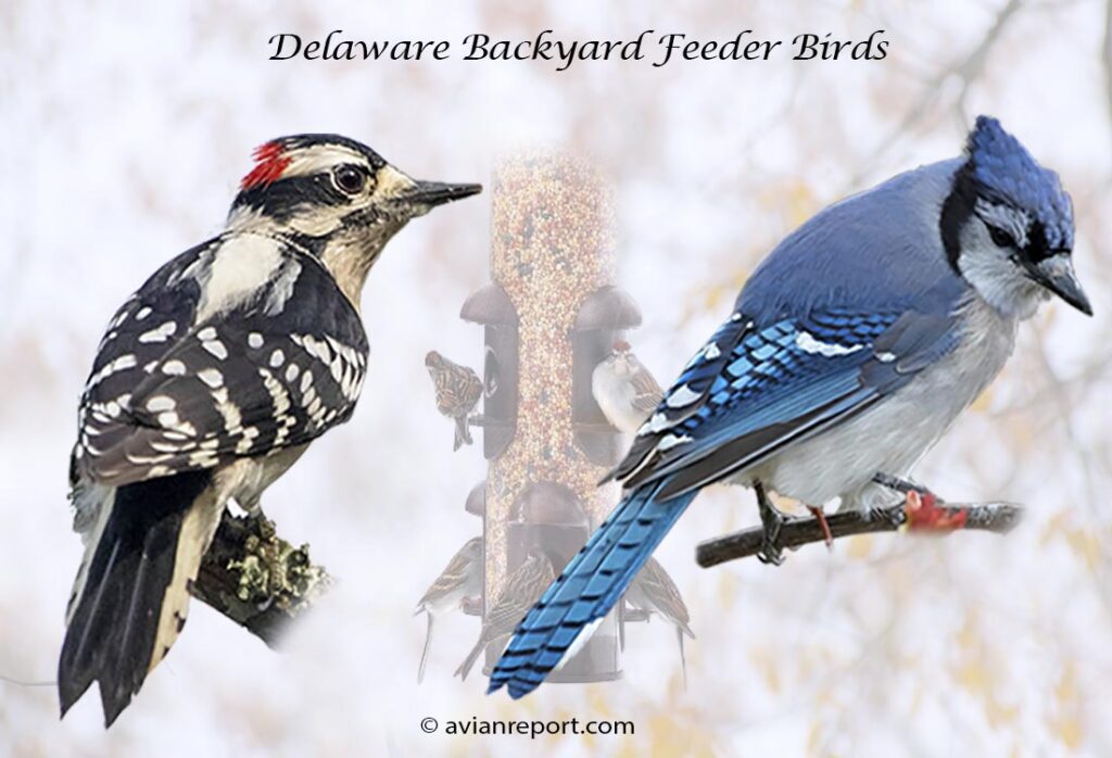 Header image for the 54 Delaware Backyard Feeder Birds, featuring an adult male Downy Woodpecker and an adult Blue Jay.