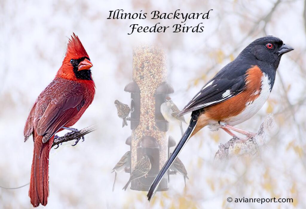 Header image for the 56 Illinois Backyard Feeder Birds, featuring an adult male Northern Cardinal and an adult male Eastern Towhee.