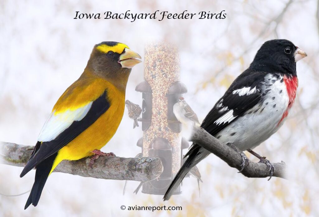 Header image for the 53 Iowa Backyard Feeder Birds, featuring an adult male Evening Grosbeak and an adult male Rose-breasted Grosbeak.