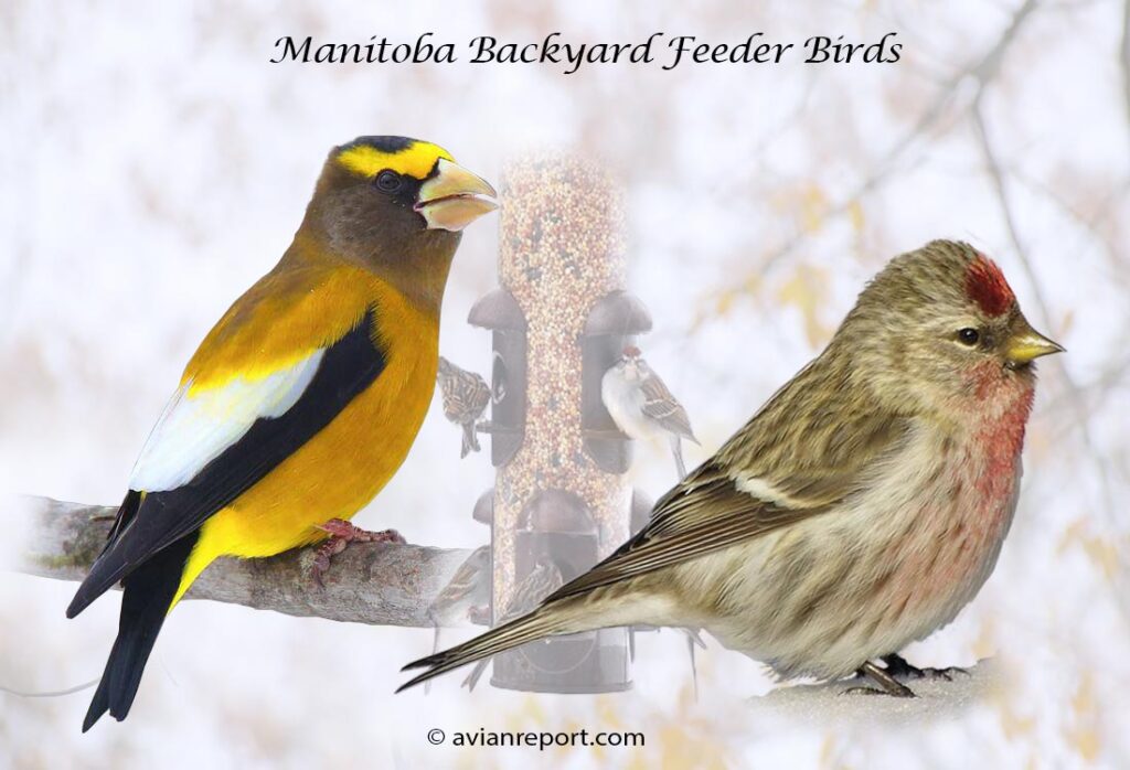 Header image for the 53 Manitoba Province Backyard Feeder Birds, featuring an adult male Evening Grosbeak and adult male American Gold Finch.