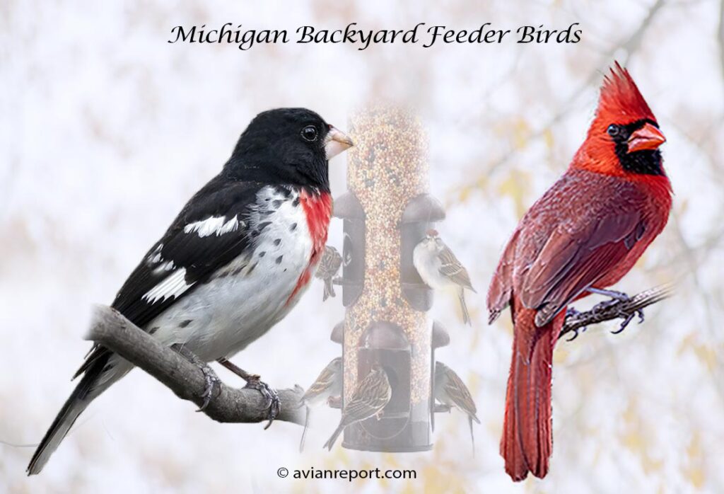 Header image for the 59 Michigan Backyard Feeder Birds, featuring an adult male Rose-breasted Grosbeak, and an adult male Northern Cardinal.