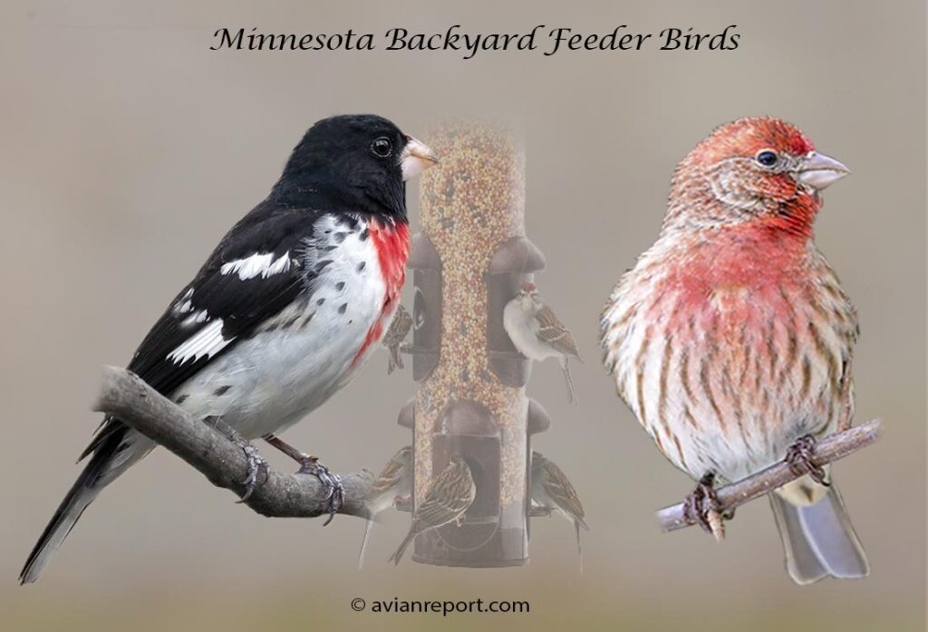 Header image for the 61 Minnesota Backyard Feeder Birds, featuring an adult male Rose-breasted Grosbeak, and adult male House Finch.
