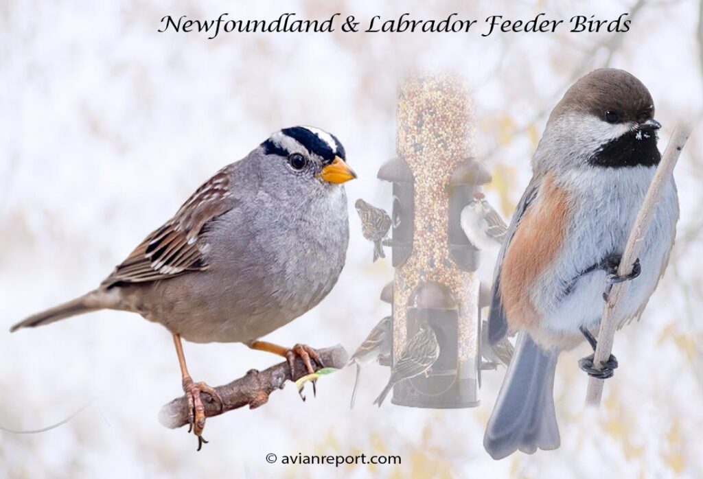 Header image for the 30 Newfoundland & Labrador Backyard Feeder Birds, featuring an adult White-crowned Sparrow and adult Boreal Chickadee.