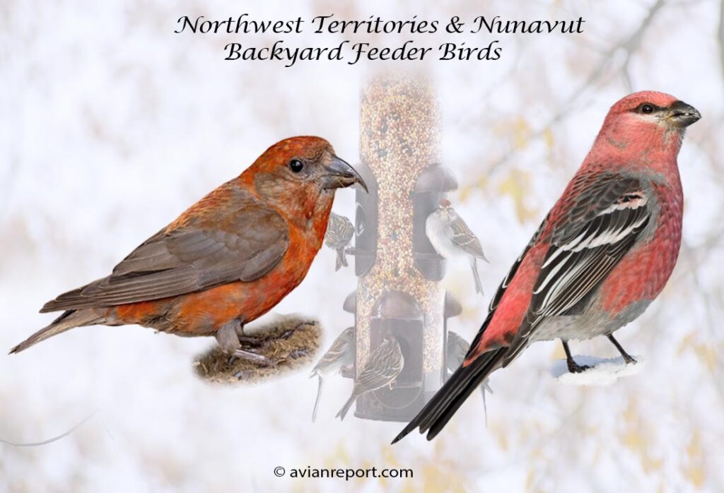 Header image for the 28 Northwest Territories and Nunavut provinces backyard Feeder Birds, featuring an adult male Red Crossbill and Pine Grosbeak.