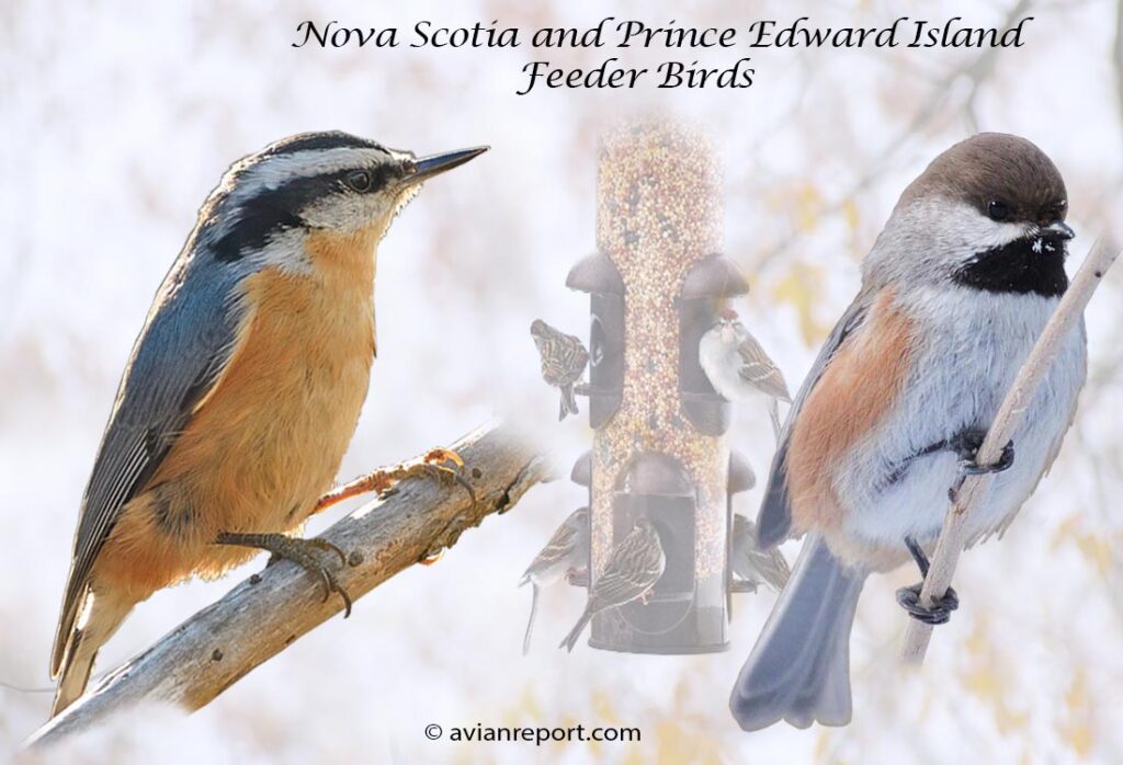 Header image for the 45 Nova Scotia and Prince Edward Island Backyard Feeder Birds, featuring an adult Red-breasted Nuthatch and adult Boreal Chickadee.