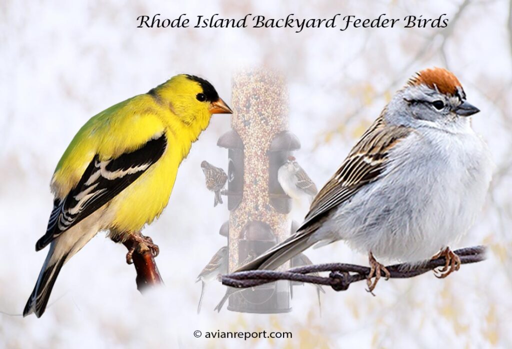 Header image for the 57 Connecticut Backyard Feeder Birds, featuring an adult male American Goldfinch and an adult Chipping Sparrow.